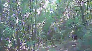 🎯Near Volchanske, fiber-optic drones of the "Gart" border brigade led the