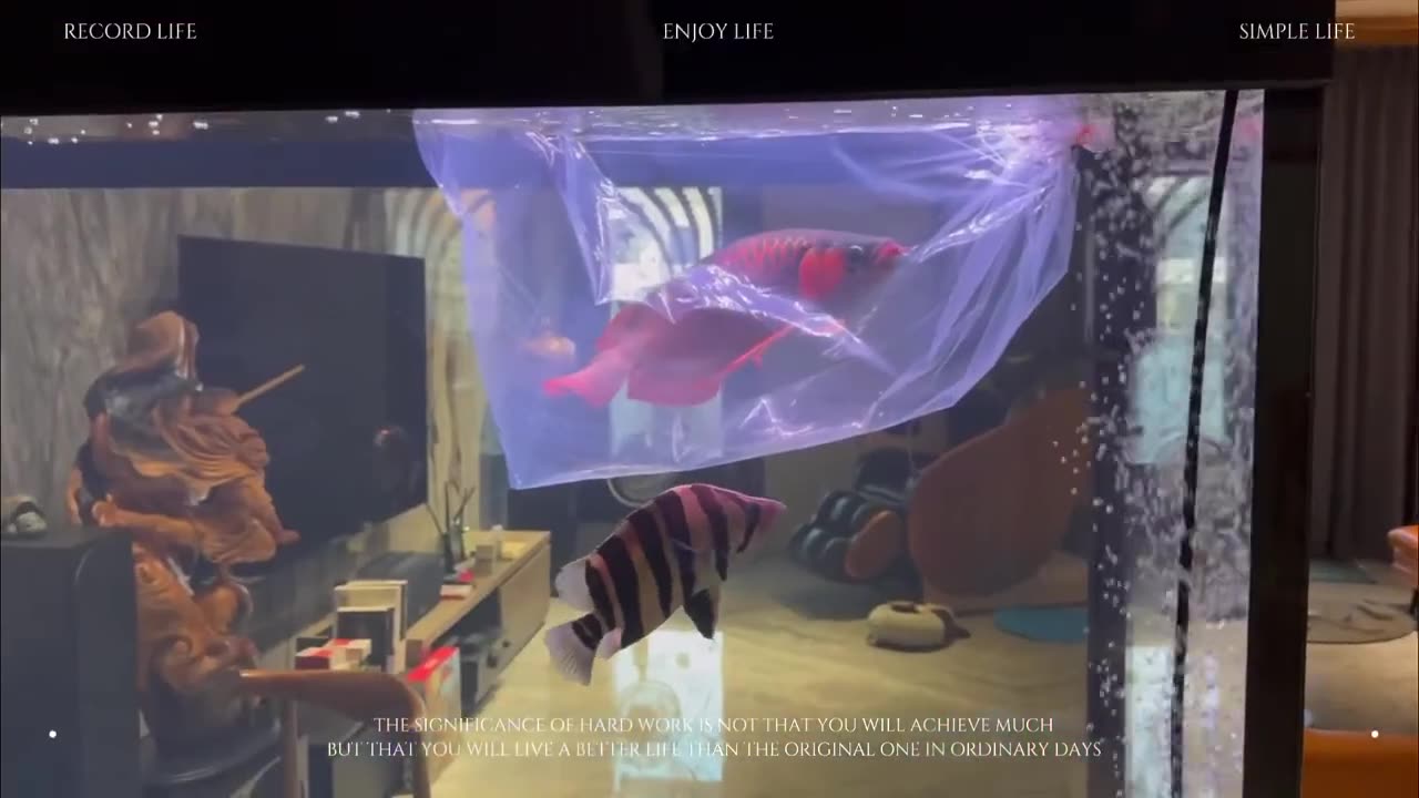 【龍爵士】花絮