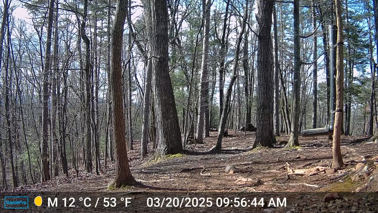 The Woods – 03/19/2025
