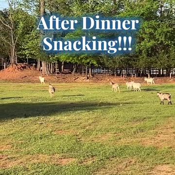 After Dinner Snacking!!