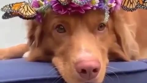 dog and butterfly