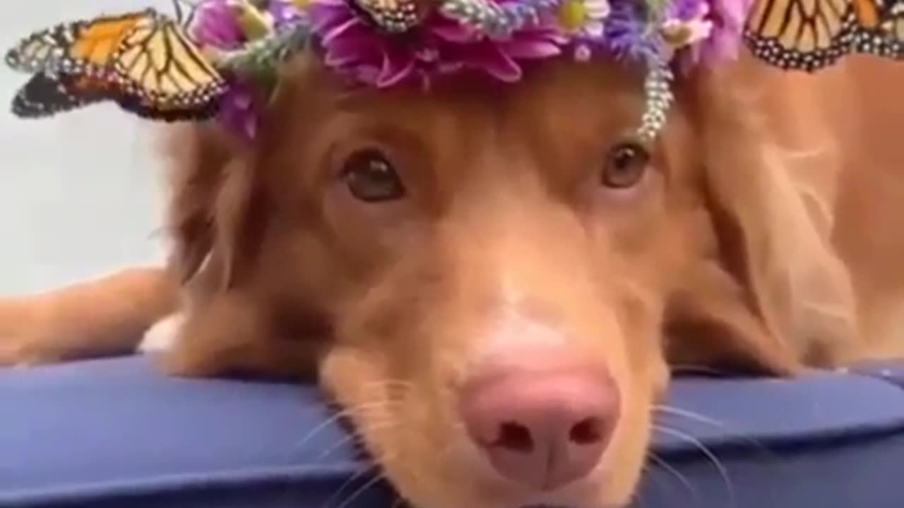 dog and butterfly