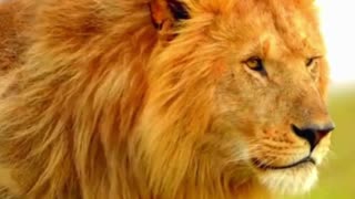 WIMEOWEH ~ The Lion No Longer Sleeps! ~ Week 27 Numerology Energy ~ July 2 to 8, 2025