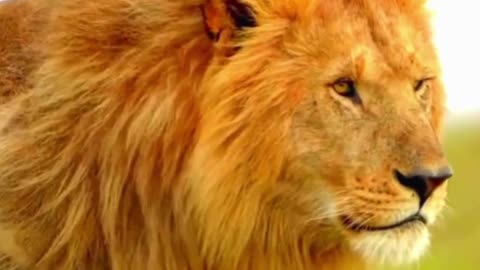 WIMEOWEH ~ The Lion No Longer Sleeps! ~ Week 27 Numerology Energy ~ July 2 to 8, 2025