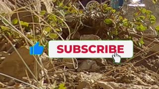 Bad day CRAWLING still BEATS bad day FISHING! 😎SUBSCRIBE! Axial SCX10 III Pro-Line '82 Chevy K10 4x4