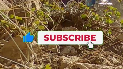 Bad day CRAWLING still BEATS bad day FISHING! 😎SUBSCRIBE! Axial SCX10 III Pro-Line '82 Chevy K10 4x4