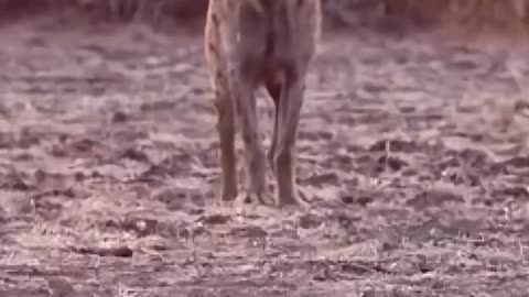 Rejected Lion Cub Fights for Survival