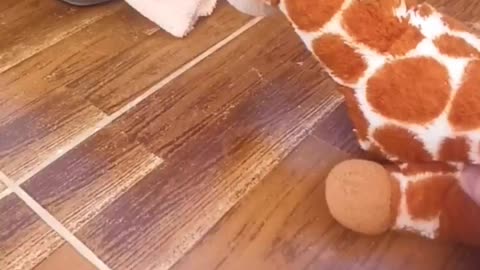 Funny cats