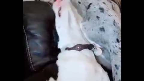 Funniest Animals 🐧 - Best Of Funny Animal Videos 😁 - Cutest Animals Ever