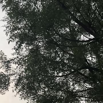 Nature at morning time