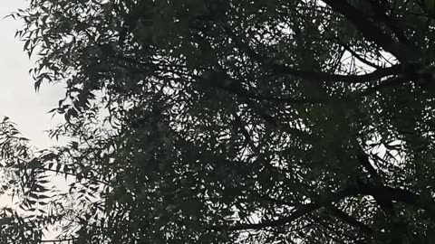 Nature at morning time