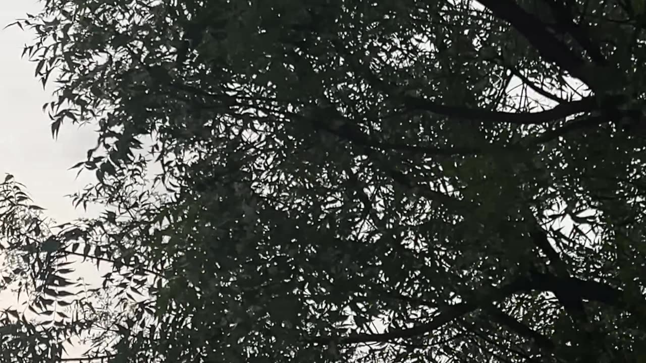 Nature at morning time