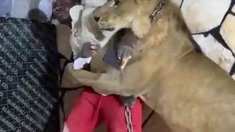 Farm owner releases his pet lion