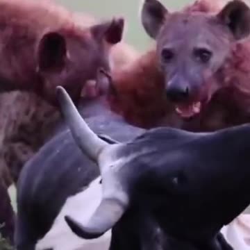 Hyena's VS Cow #attack