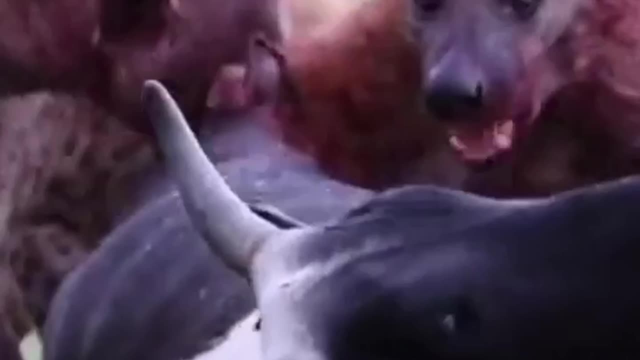 Hyena's VS Cow #attack