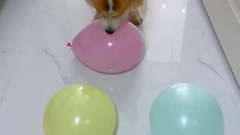 Animals Funny Video