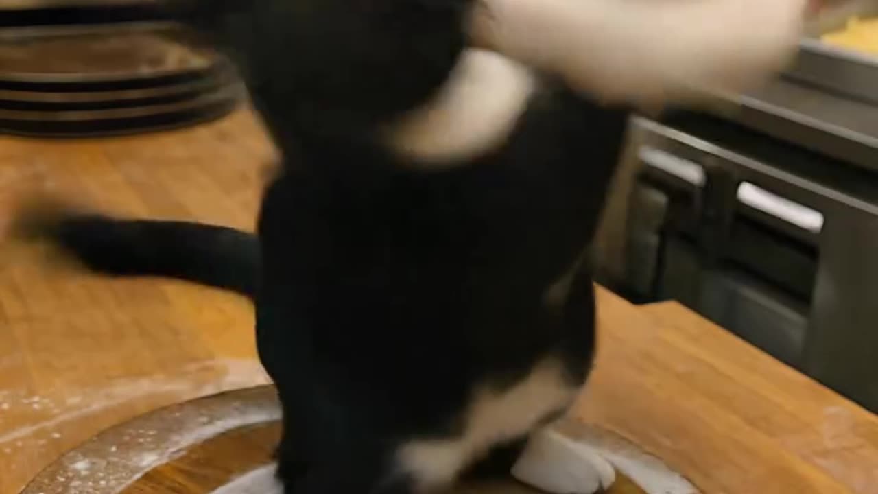 The black Cat