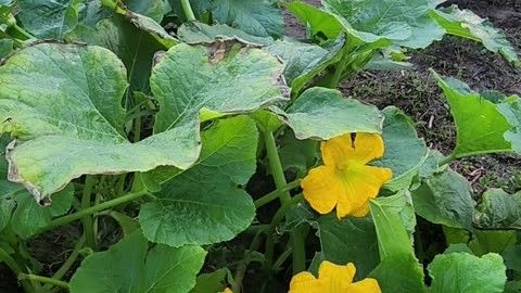 The morning Pumpkin Blossoms are brought to you in part by: