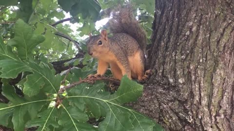 Squirrel sound & calls