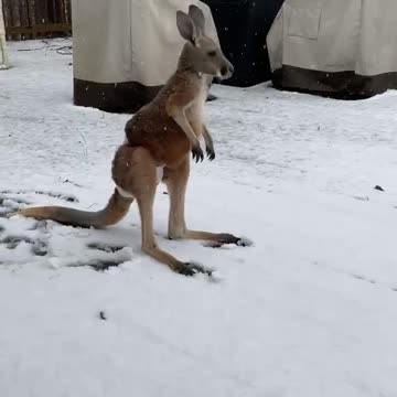 Check out this kangaroo playing in the snow in Australia 🇦🇺