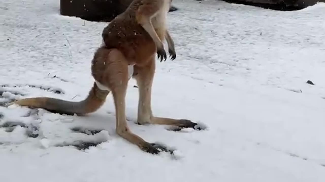 Check out this kangaroo playing in the snow in Australia 🇦🇺
