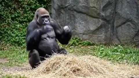 🐒🎬 Mother gorilla is Zoodemy actress of the year | FunFM
