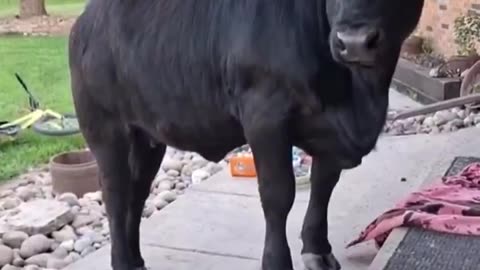 😂🐄 When a Cow Becomes Family Goals! | FunFM