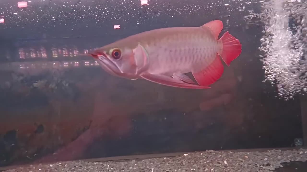 【龍爵士】印尼紅 欣賞