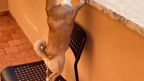 Dog Watching the Park from Balcony – Câinele Meu Privește Liniștit Parcul de pe Balcon 🐶🌳