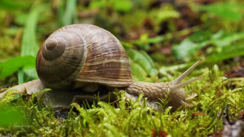 Animals from Pixabay