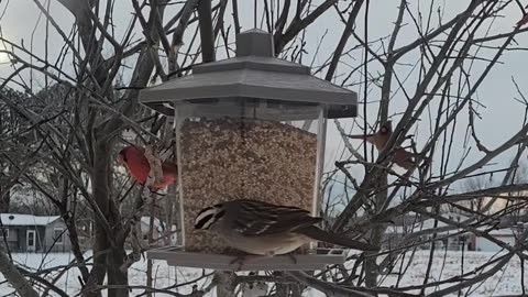 My Bird Feeder in Okmulgee, Oklahoma | January 26, 2026 |
