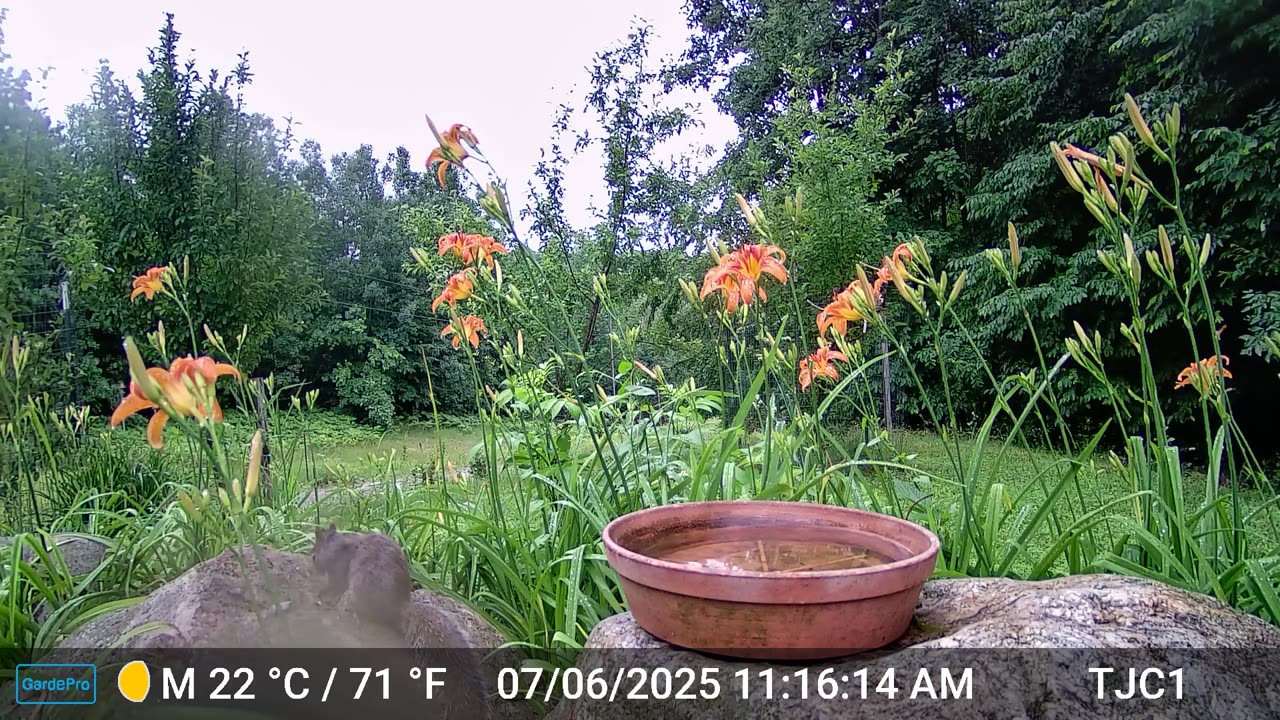 A rain-drenched squirrel
