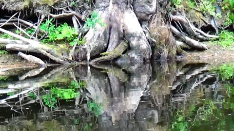 Rad Roots