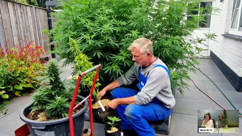 Wietolie maken was nog nooit zo eenvoudig!