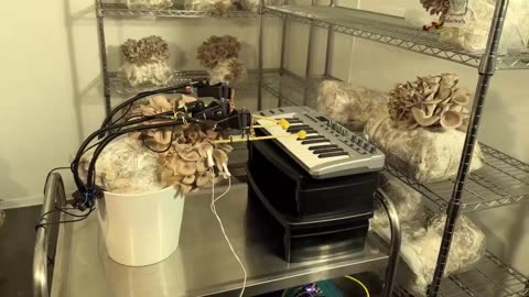 🤯🎹 Mushroom Playing Keyboard with Bionic Wires! | FeedMyCuriosity