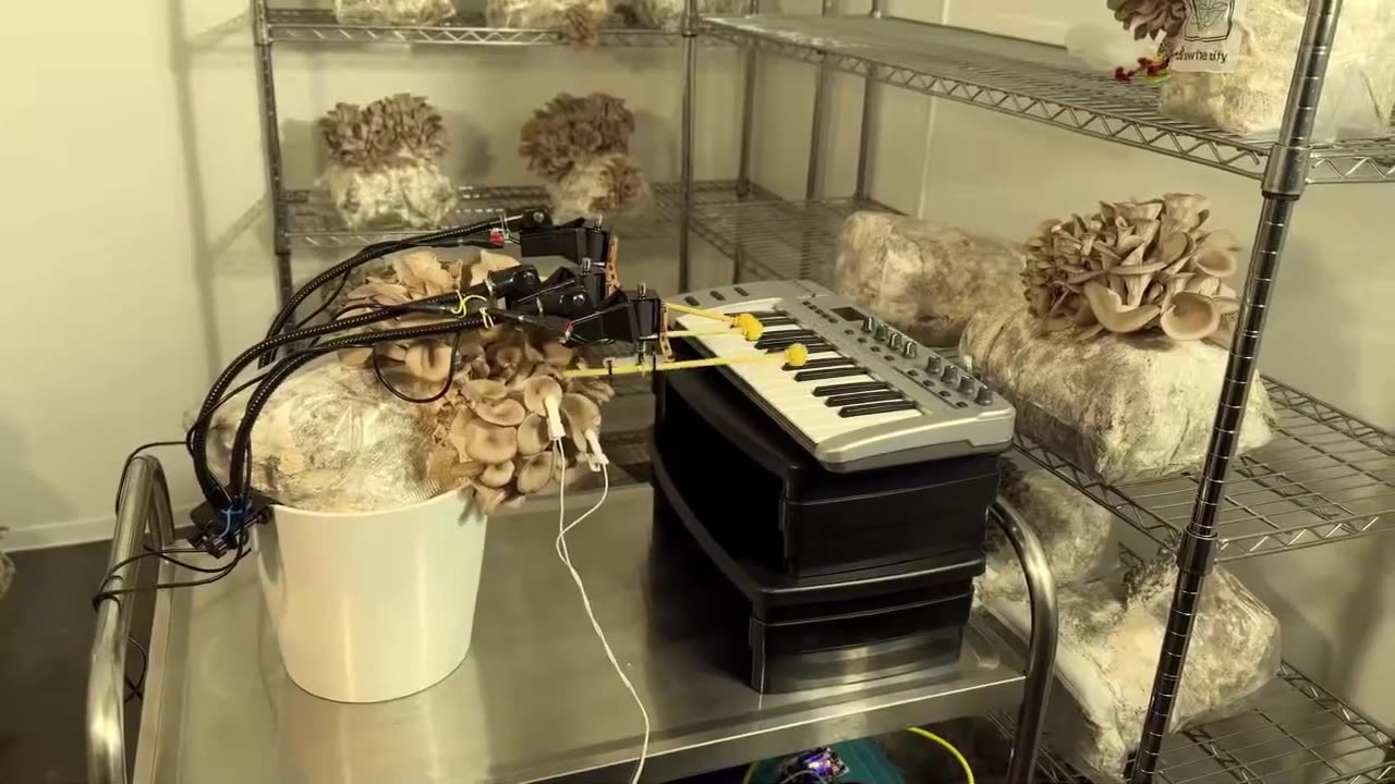 🤯🎹 Mushroom Playing Keyboard with Bionic Wires! | FeedMyCuriosity