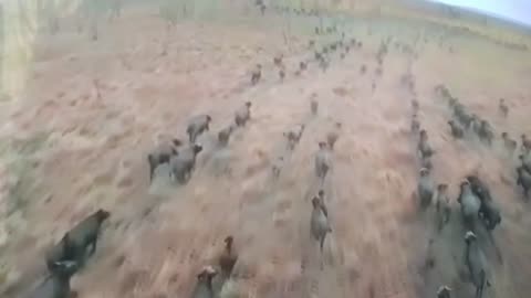 Buffalo Stampede Across Africa 😱 | You Won’t Believe the Scale of This Migration!”