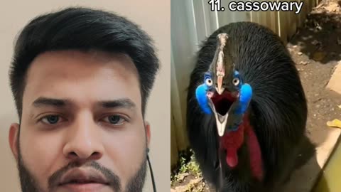 Most dangerous bird sounds in the world.