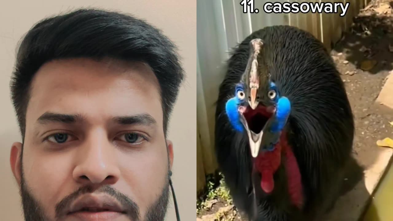 Most dangerous bird sounds in the world.