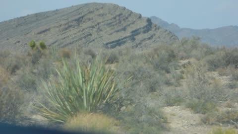 JOSHUA TREES AGAIN!!! Insert unintelligable excitable alien like vocalizations here
