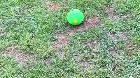 Funny Scared Dogs Compilation! / Compilație Câini Care Se Sperie – Râzi cu Lacrimi! 😂🐾