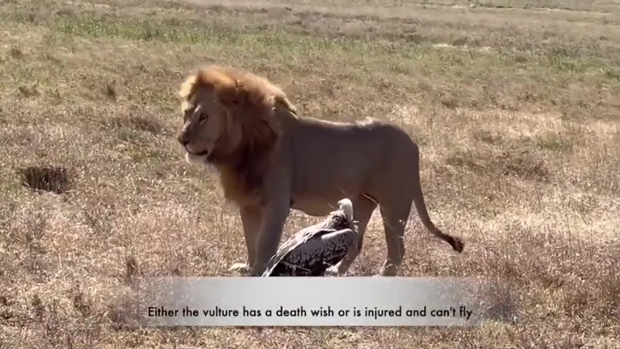 Lion Raj