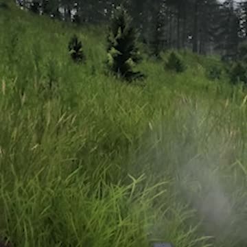 Bears in DayZ Are Built DIFFERENT!