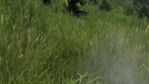 Bears in DayZ Are Built DIFFERENT!