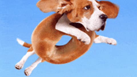 🎉🐾 You Won’t Believe What These Dogs Did on Dog’s Day! 🐶❤️