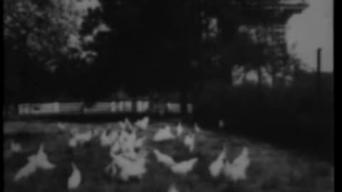 FOUR HUNDRED MILLION CHICKENS - FOUR HUNDRED MILLION CHICKENS - 33-204