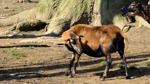 Cameroon Sheep, sheep, farm animal