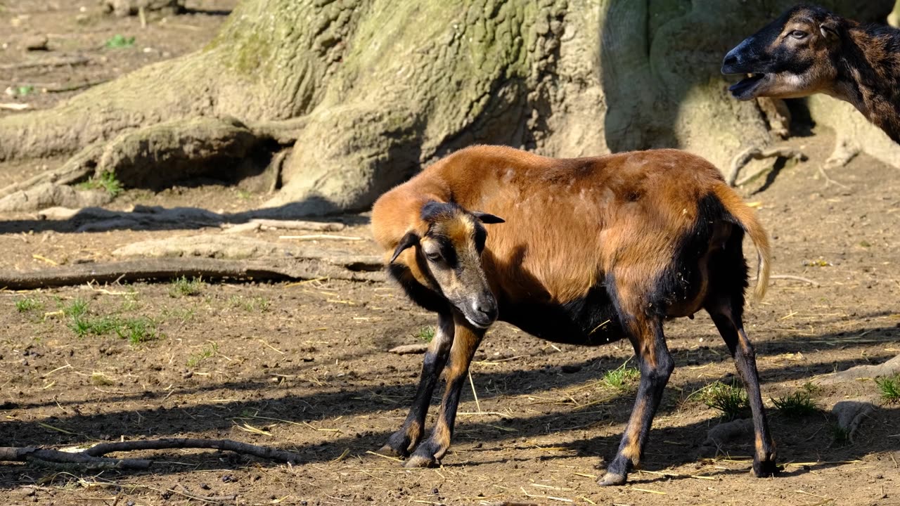 Cameroon Sheep, sheep, farm animal