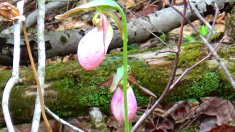 Lady Slippers