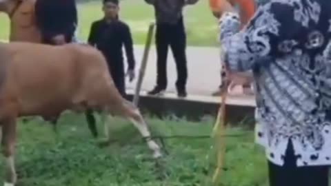 cara menjatuh kan hewan kurban